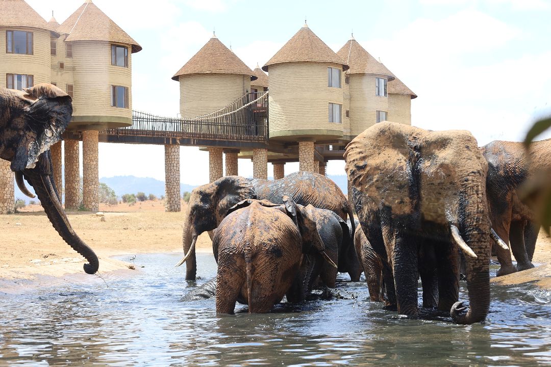 Tsavo