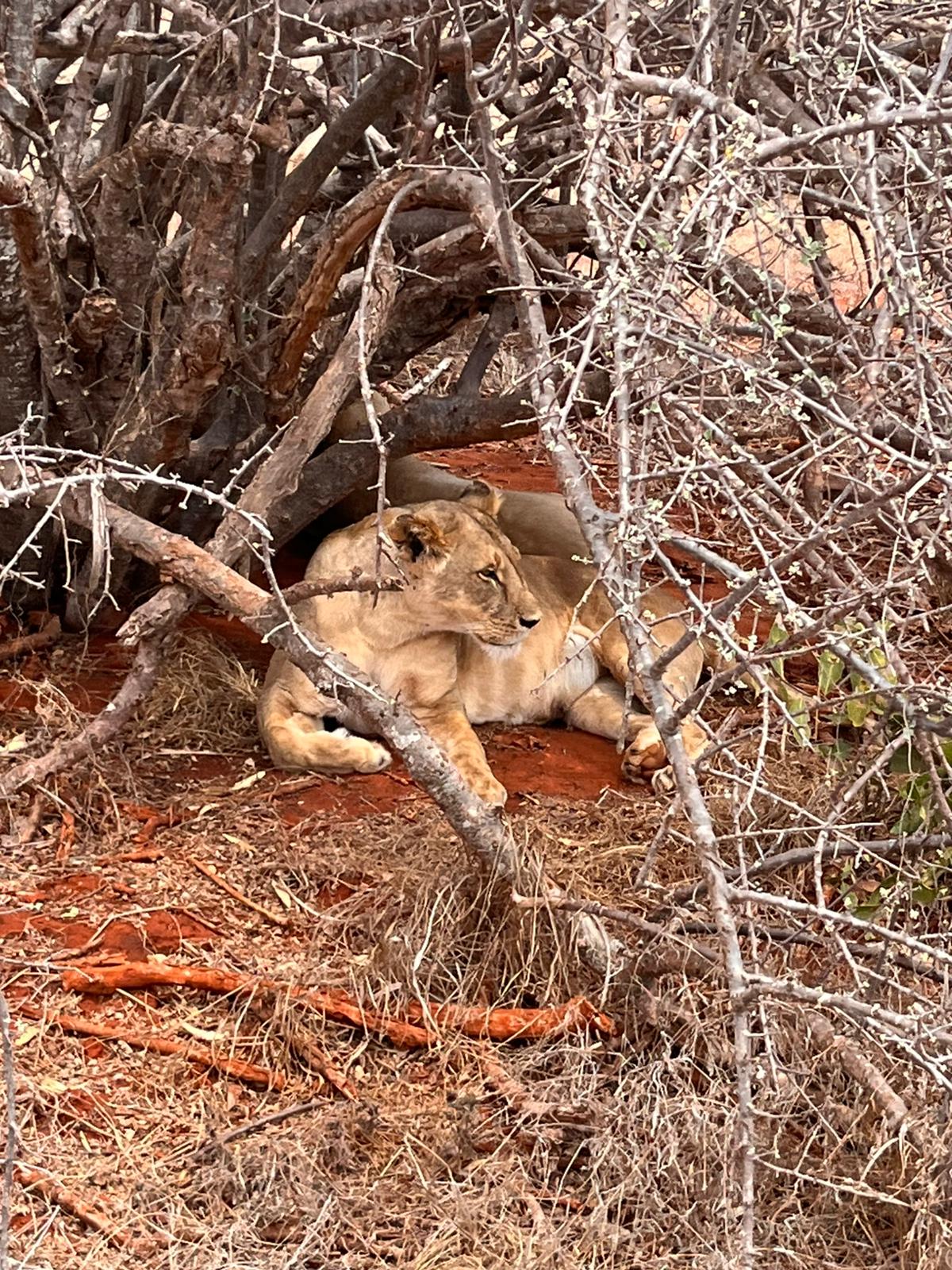 Wildlife Tsavo