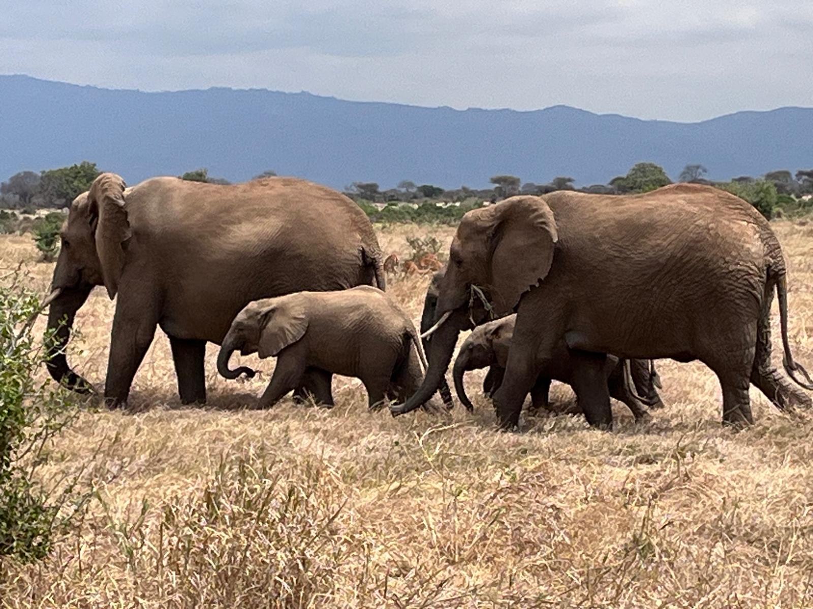 Tsavo