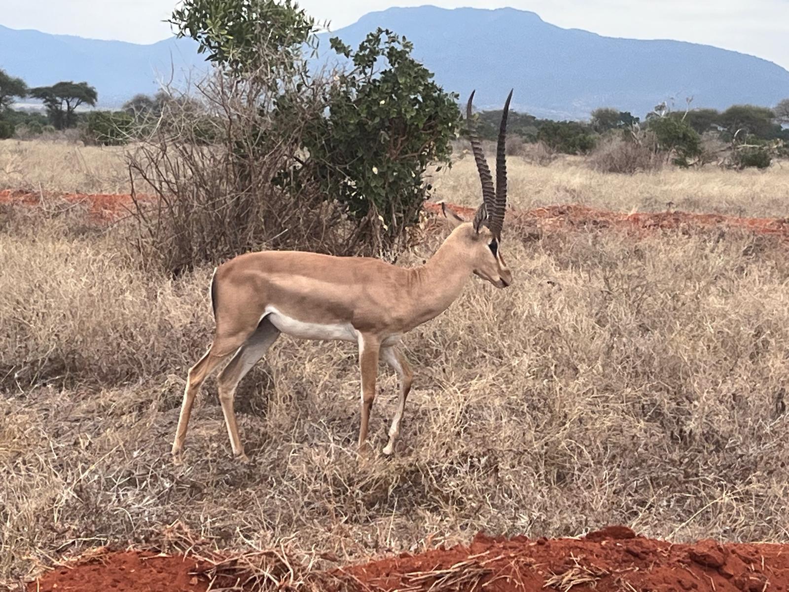 Tsavo